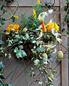 Iron bowl as wall container with coconut mat lined with, primula, cytisus