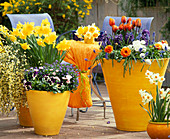 Yellow pots with Narcissus 'Golden Harvest', Myosotis (forget-me-not), Bellis
