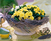 Primula Belarina 'Butter Yellow', 'Dawn Ansell' (gefüllte Frühlingsprimeln)