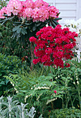 Rhododendron, Azalea 'Toreador' (Azaleenstämmchen), Polygonatum