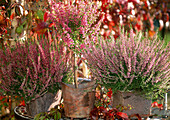 Calluna vulgaris (Besenheide), Erica gracilis als Stängel