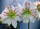 Hippeastrum 'Masai' (amaryllis)