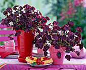 Oxalis triangularis Xalis 'Burgundy Wine' (Zierklee)