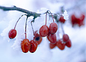 Malus (Zieräpfel) am Zweig