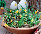 Bowl with withered twigs as support for daffodils with bulbs