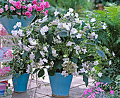 Hydrangea macrophylla ' Fireworks White ' (Hortensie)