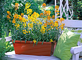 Erysimum (gelber und oranger Goldlack)