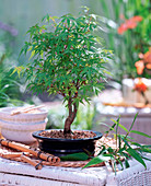 Acer palmatum ' Kotohime ' (Japanischer Fächerahorn)