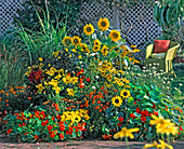 Helianthus (Sonnenblume), Rudbeckia (Sonnenhut)