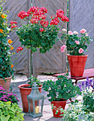 Pelargonium Summer Twist ' Red / White ' ' Appleblossom '