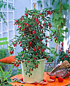 Capsicum frutescens (chili)