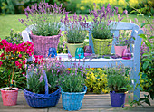Lavandula (lavender) in baskets and pots