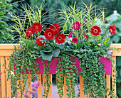 Gerbera, Cyperus longus (Cyprus grass)