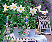 Lilium longiflorum ' Gelria ' (weiße Trompetenlilien)