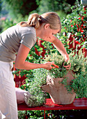 Young woman harvesting thyme from bag amphora