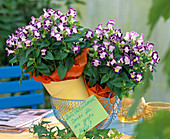 Torenia Clown ' Blue & White ' (Schnappmäulchen)