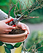 Citrus pruning