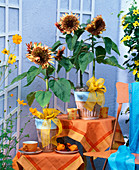 Helianthus annuus 'Double Dandy' (Sunflower)
