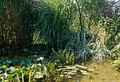 Natural pond with Nymphaea (water lilies), Pontederia (pike weed)