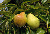 Pyrus 'Williams Christ' (pears)
