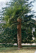 Trachycarpus fortunei (Hemp Palm)