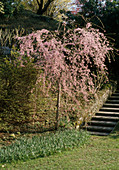 Prunus subhirtella 'Pendula' (hanging ornamental cherry)