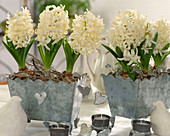 Hyacinthus orientalis