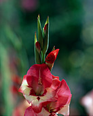 Gladiolus (Gladiole)