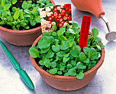 Seedlings of Bellis (daisy)