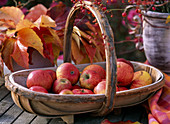 Basket with harvested Malus (apples), pink rose hips