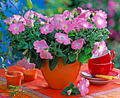 Petunia Easy Wave 'Shell Pink' (Hängepetunie)