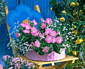 Petunia Easy Wave 'Shell Pink' (hanging petunia)