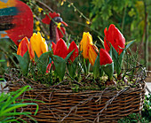 Tulipa hybr (tulips) in basket