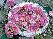 Rosa Blüten von Hydrangea macrophylla (Hortensien), rosa Kerzen