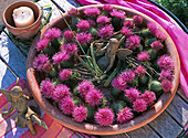 Cirsium vulgare (Common Thistle)