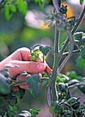 Lycopersicon (Tomate)