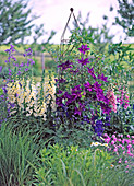 Clematis (Clematis), Digitalis (Foxglove)