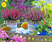 Calluna Garden Girls 'Aphrodite', 'Marlies'