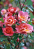 Rosa ' Paul Cezanne ' (Malerrose)