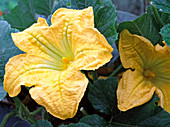 Cucurbita (Pumpkin) flower