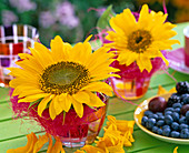 Helianthus annuus (sunflower)