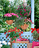 Pelargonium ' Rainbow Red ' ' Neila ' (Geranie)