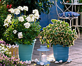 Pelargonium zonal Summer Twist 'White' (geranium)