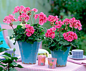 Pelargonium zonal 'Lorca Dark' (Standing Geranium)