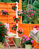 Pelargonium zonale ' Carmen ' ' Rosario ' ' Melina ' ' Nevada '