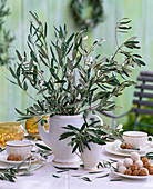 Olea (Olive) Zweige in Kaffee- und Milchkanne