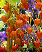 Physalis franchetii (Lampionblume)