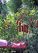 Ribes (rote Johannisbeere, Stachelbeere)