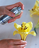 Sprinkle lily with hair lacquer