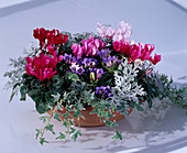 Cyclamen Hybr. (mini Alpine violets), Gentiana, Hedera Helix (ivy)